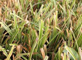 Ostřice japonská 'Ice Dance' - Carex morrowii 'Ice Dance'