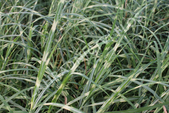 Ozdobnice čínská 'Little Zebra' - Miscanthus sinensis 'Little Zebra'