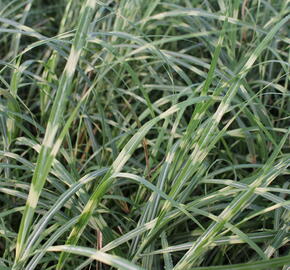 Ozdobnice čínská 'Little Zebra' - Miscanthus sinensis 'Little Zebra'