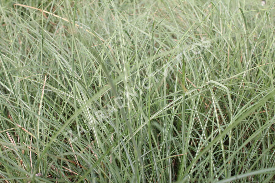 Ozdobnice čínská 'Kleine Silberspinne' - Miscanthus sinensis 'Kleine Silberspinne'