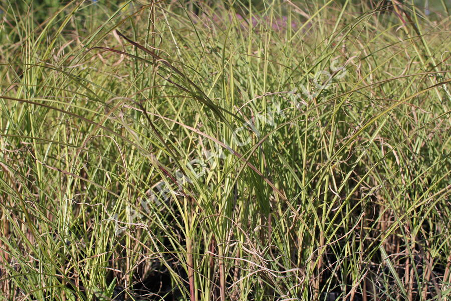 Ozdobnice čínská 'Kleine Silberspinne' - Miscanthus sinensis 'Kleine Silberspinne'