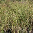 Ozdobnice čínská 'Kleine Silberspinne' - Miscanthus sinensis 'Kleine Silberspinne'