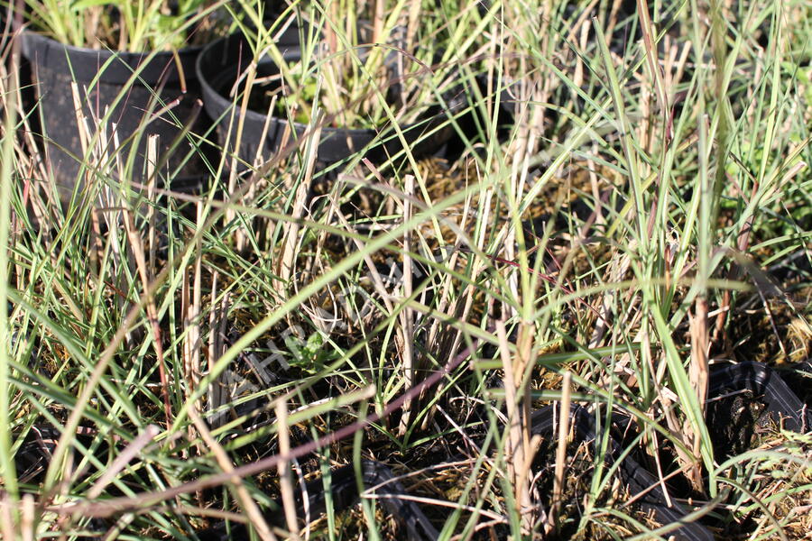 Ozdobnice čínská 'Kleine Silberspinne' - Miscanthus sinensis 'Kleine Silberspinne'