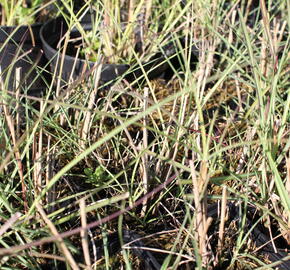 Ozdobnice čínská 'Kleine Silberspinne' - Miscanthus sinensis 'Kleine Silberspinne'