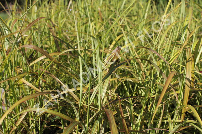 Ozdobnice čínská 'Ghana' - Miscanthus sinensis 'Ghana'