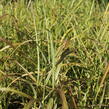 Ozdobnice čínská 'Ghana' - Miscanthus sinensis 'Ghana'