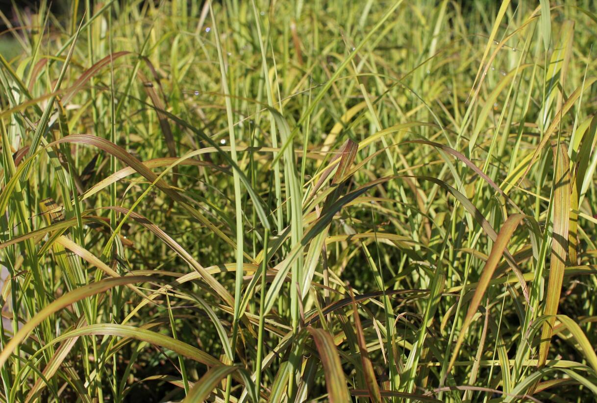 Ozdobnice čínská 'Ghana' - Miscanthus sinensis 'Ghana'