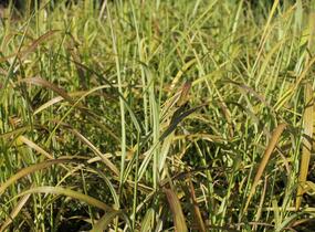 Ozdobnice čínská 'Ghana' - Miscanthus sinensis 'Ghana'