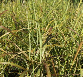 Ozdobnice čínská 'Ghana' - Miscanthus sinensis 'Ghana'