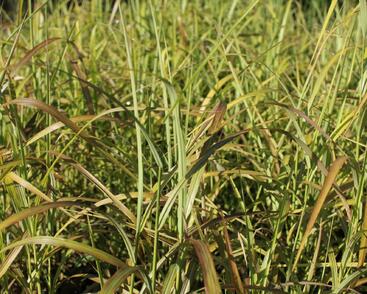 Ozdobnice čínská 'Ghana'