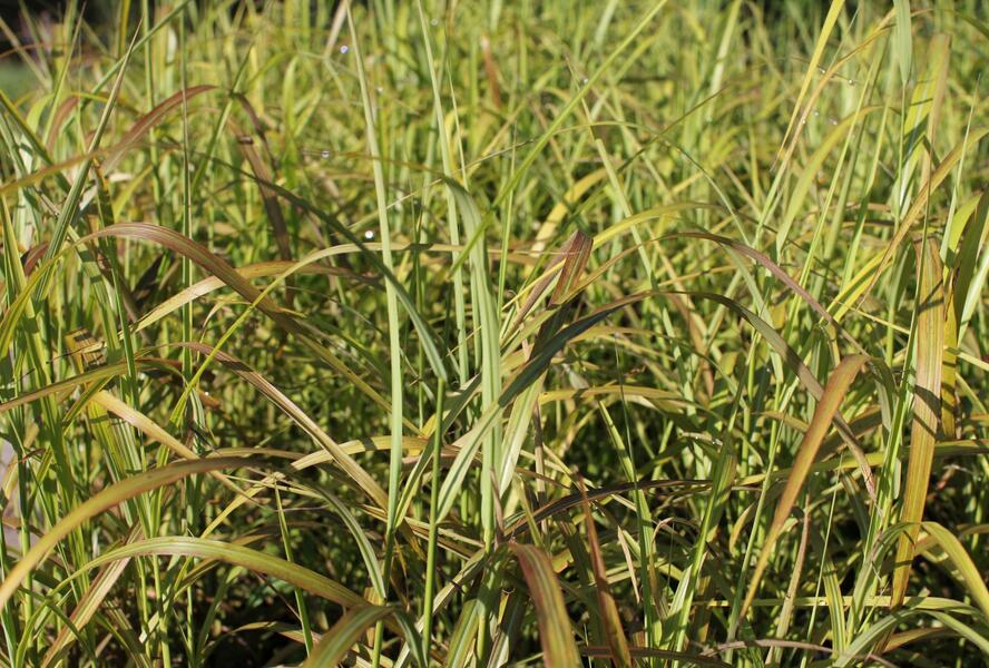 Ozdobnice čínská 'Ghana' - Miscanthus sinensis 'Ghana'