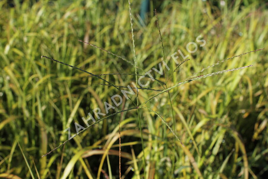 Ozdobnice čínská 'Ghana' - Miscanthus sinensis 'Ghana'