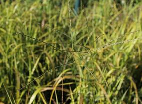 Ozdobnice čínská 'Ghana' - Miscanthus sinensis 'Ghana'