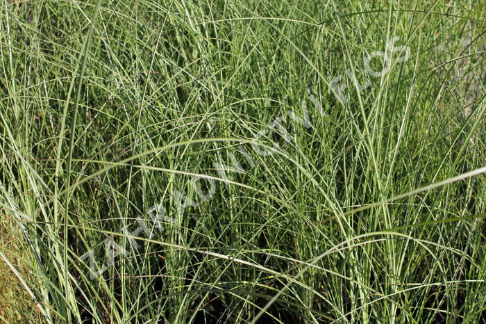 Ozdobnice čínská 'Gracillimus' - Miscanthus sinensis 'Gracillimus'