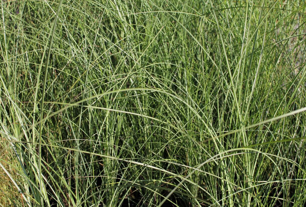 Ozdobnice čínská 'Gracillimus' - Miscanthus sinensis 'Gracillimus'