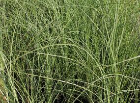 Ozdobnice čínská 'Gracillimus' - Miscanthus sinensis 'Gracillimus'