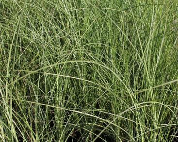 Ozdobnice čínská 'Gracillimus'