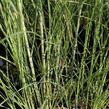 Ozdobnice čínská 'Gracillimus' - Miscanthus sinensis 'Gracillimus'