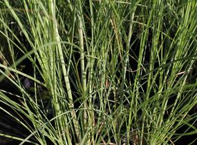Ozdobnice čínská 'Gracillimus' - Miscanthus sinensis 'Gracillimus'