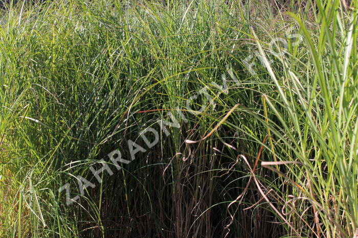 Ozdobnice čínská 'Nippon' - Miscanthus sinensis 'Nippon'