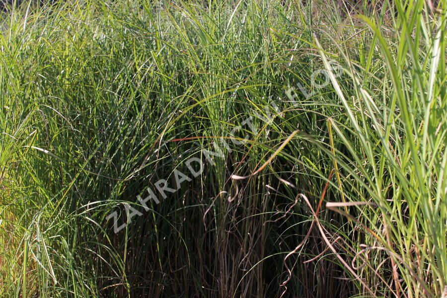 Ozdobnice čínská 'Nippon' - Miscanthus sinensis 'Nippon'