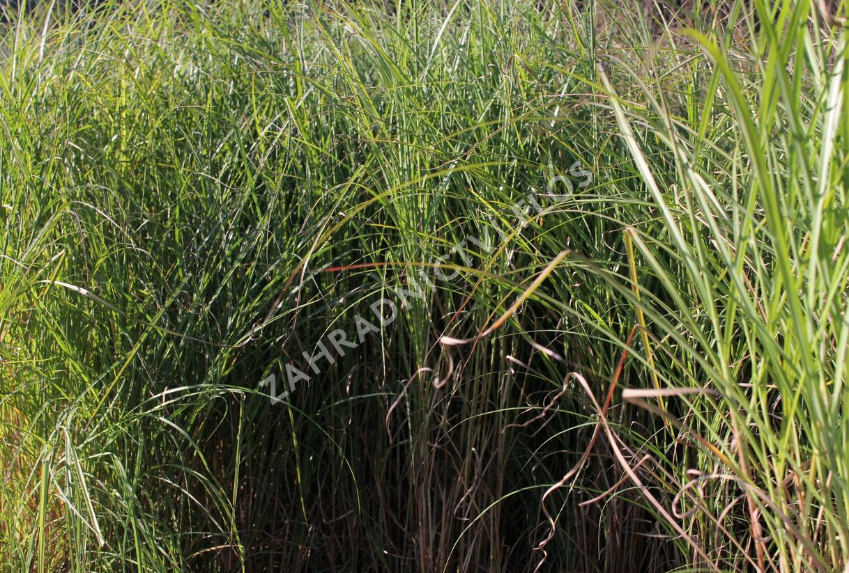 Ozdobnice čínská 'Nippon' - Miscanthus sinensis 'Nippon'