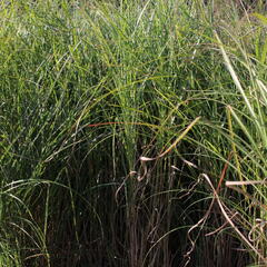 Ozdobnice čínská 'Nippon' - Miscanthus sinensis 'Nippon'