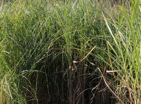 Ozdobnice čínská 'Nippon' - Miscanthus sinensis 'Nippon'