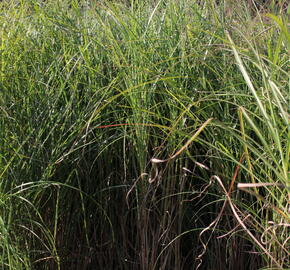 Ozdobnice čínská 'Nippon' - Miscanthus sinensis 'Nippon'