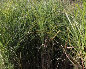 Ozdobnice čínská 'Nippon'