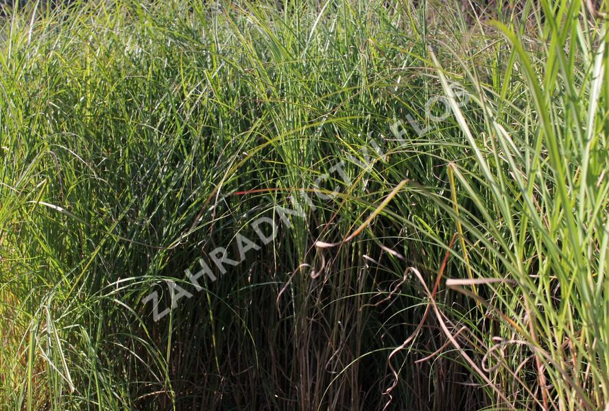 Ozdobnice čínská 'Nippon' - Miscanthus sinensis 'Nippon'