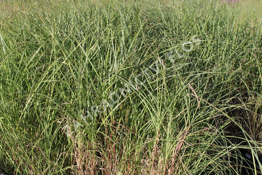 Ozdobnice čínská 'Nippon' - Miscanthus sinensis 'Nippon'