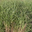 Ozdobnice čínská 'Nippon' - Miscanthus sinensis 'Nippon'