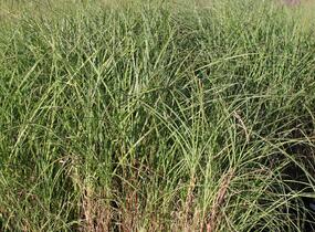 Ozdobnice čínská 'Nippon' - Miscanthus sinensis 'Nippon'
