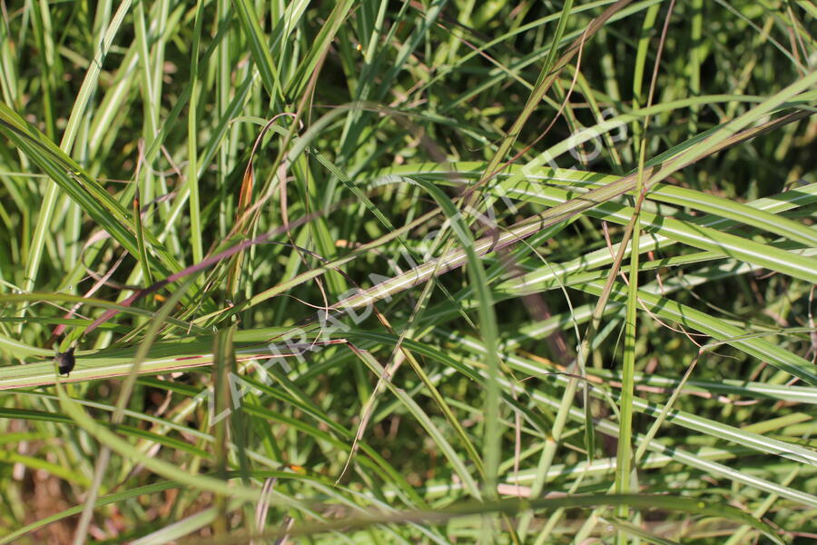 Ozdobnice čínská 'Nippon' - Miscanthus sinensis 'Nippon'