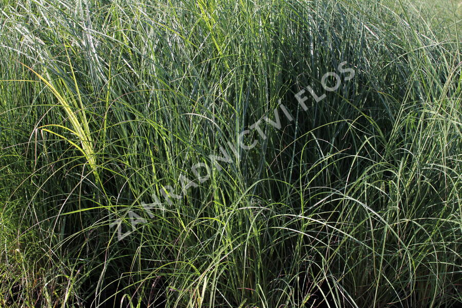 Ozdobnice čínská 'Kleine Fontäne' - Miscanthus sinensis 'Kleine Fontäne'