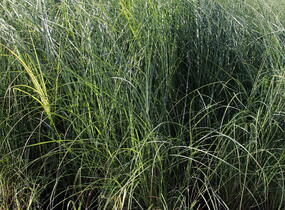 Ozdobnice čínská 'Kleine Fontäne' - Miscanthus sinensis 'Kleine Fontäne'