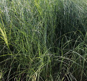 Ozdobnice čínská 'Kleine Fontäne' - Miscanthus sinensis 'Kleine Fontäne'