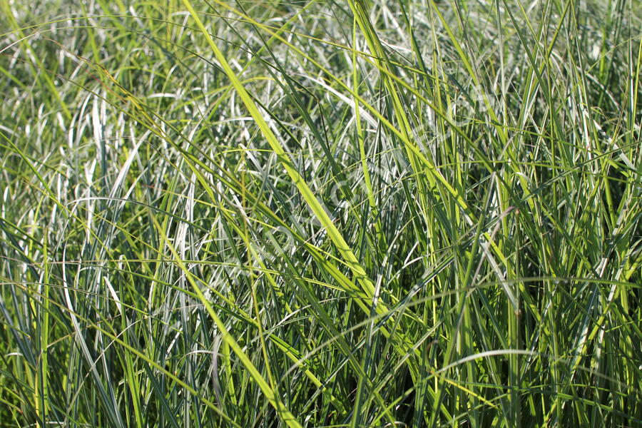 Ozdobnice čínská 'Kleine Fontäne' - Miscanthus sinensis 'Kleine Fontäne'