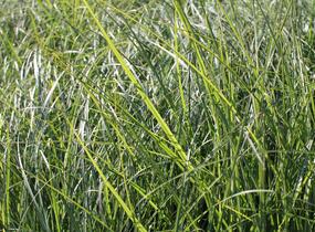 Ozdobnice čínská 'Kleine Fontäne' - Miscanthus sinensis 'Kleine Fontäne'