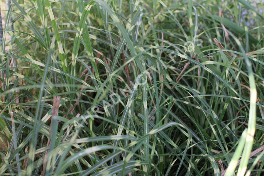 Ozdobnice čínská 'Mini Zebra' - Miscanthus sinensis 'Mini Zebra'