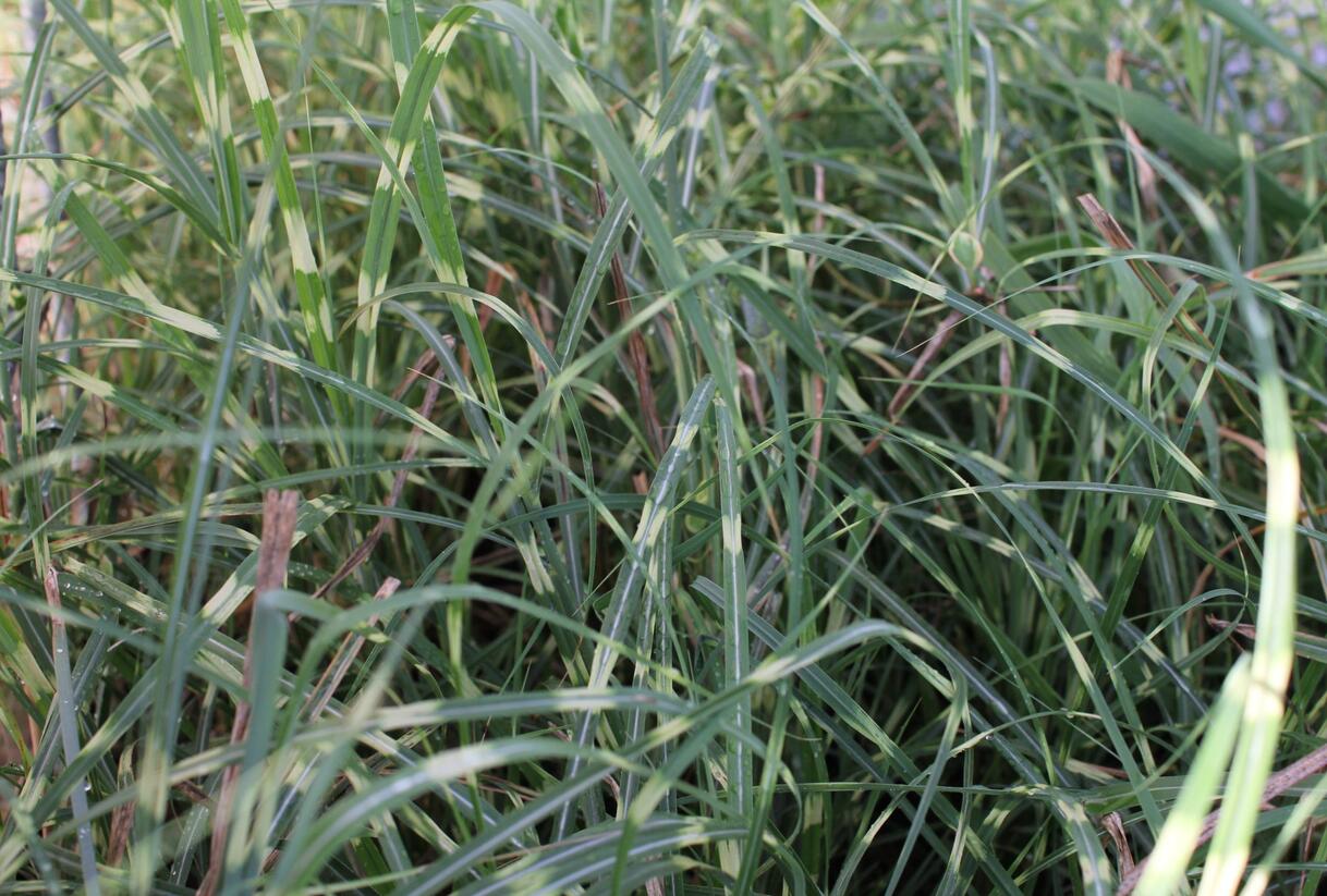 Ozdobnice čínská 'Mini Zebra' - Miscanthus sinensis 'Mini Zebra'