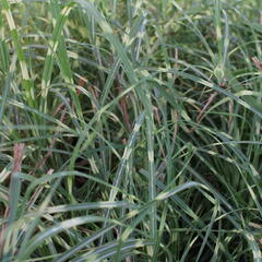 Ozdobnice čínská 'Mini Zebra' - Miscanthus sinensis 'Mini Zebra'