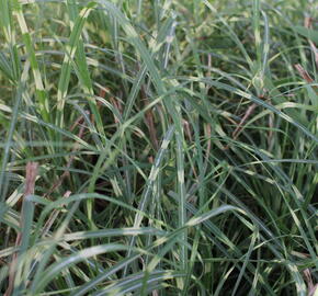 Ozdobnice čínská 'Mini Zebra' - Miscanthus sinensis 'Mini Zebra'