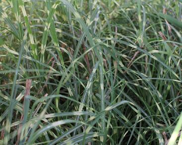 Ozdobnice čínská 'Mini Zebra'