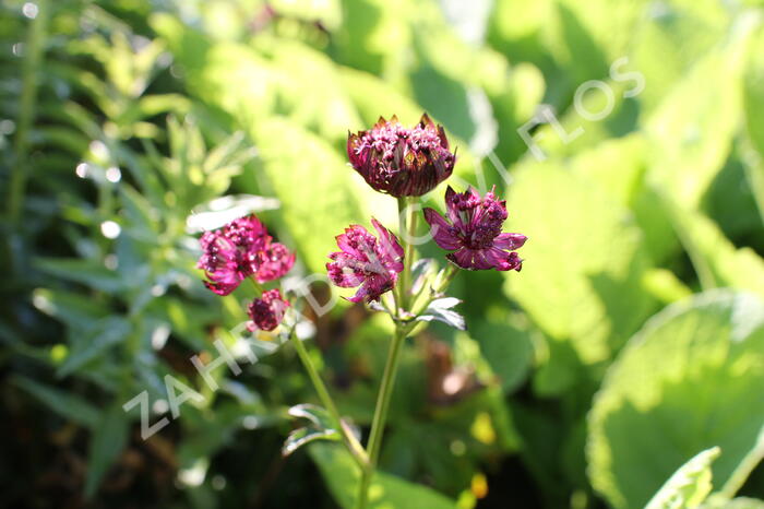 Jarmanka velká 'Sparkling Stars Red' - Astrantia major 'Sparkling Stars Red'