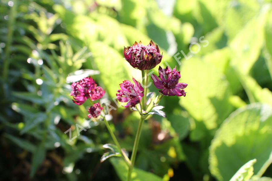 Jarmanka velká 'Sparkling Stars Red' - Astrantia major 'Sparkling Stars Red'