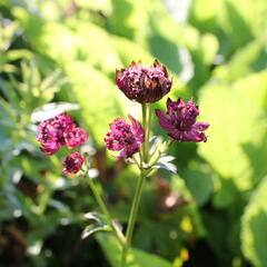 Jarmanka velká 'Sparkling Stars Red' - Astrantia major 'Sparkling Stars Red'