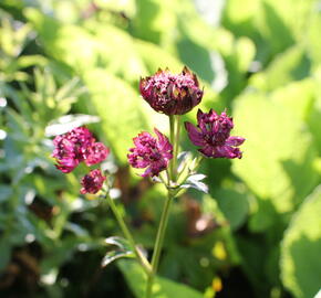 Jarmanka velká 'Sparkling Stars Red' - Astrantia major 'Sparkling Stars Red'