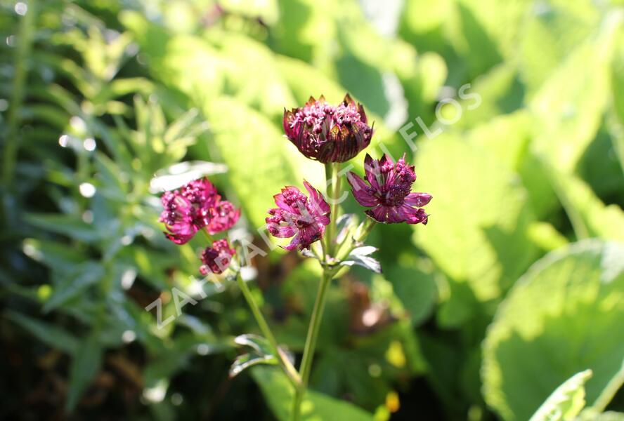 Jarmanka větší 'Sparkling Stars Red' - Astrantia major 'Sparkling Stars Red'